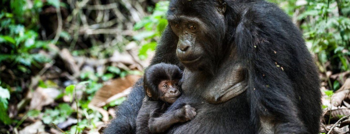 8 Days Queen Elizabeth National Park