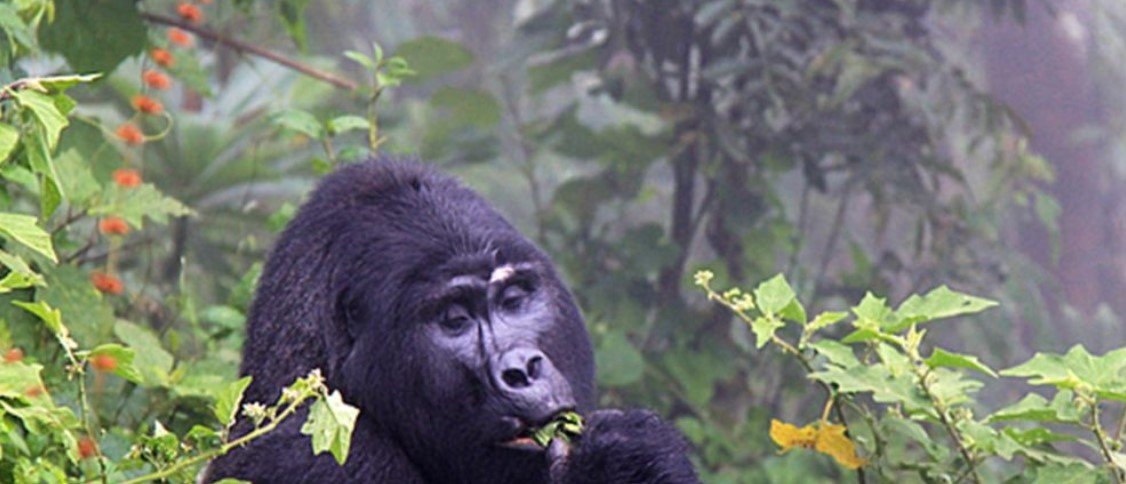 3 Days 3-Day Bwindi Gorilla Experience