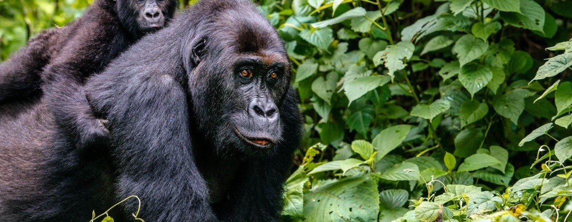 5 Days 5-Day Uganda Chimpanzee & Gorilla Trekking Safari